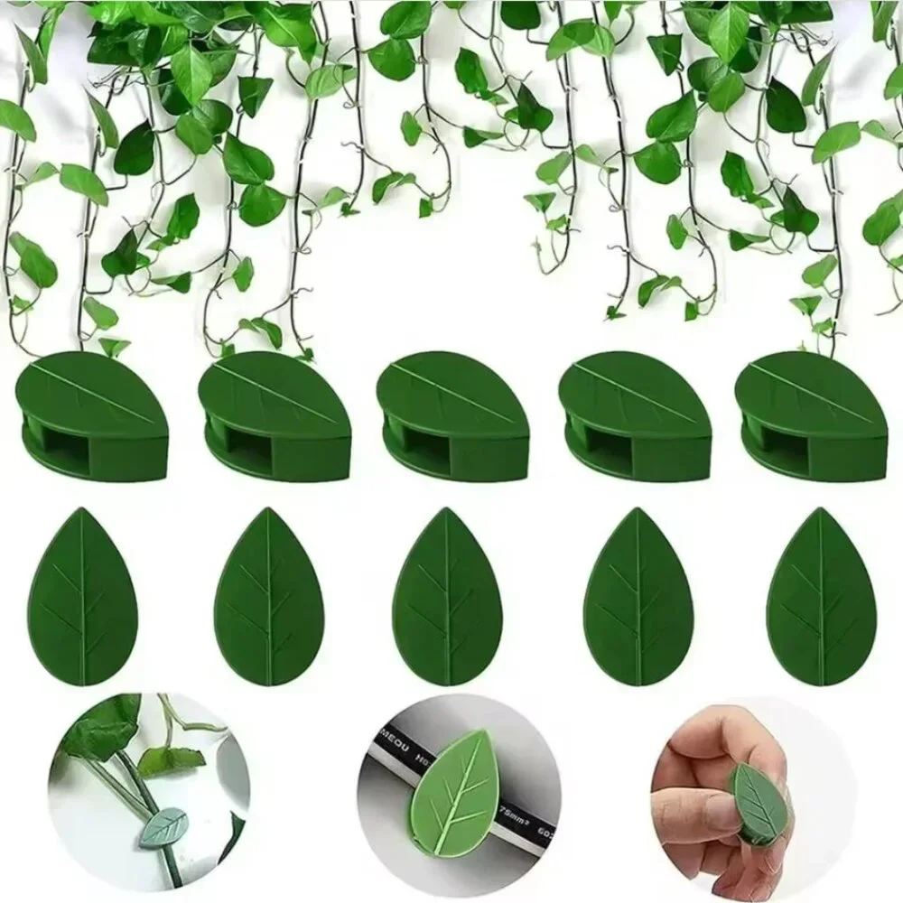 Pothos Clips Control Climbing pothos Wall support
